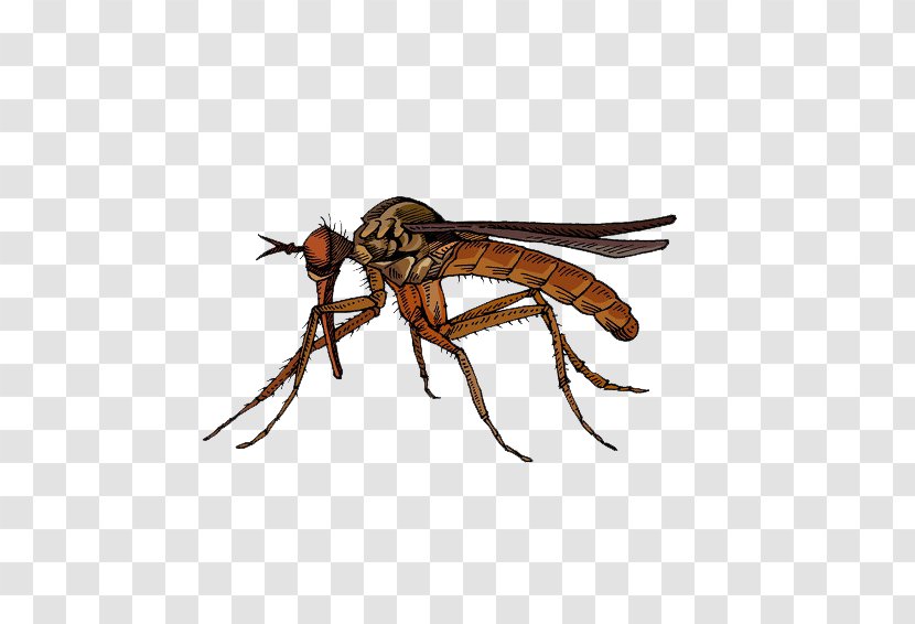 Fly Insect Marsh Mosquitoes Hematophagy - Pollinator - Brown Mosquito Transparent PNG