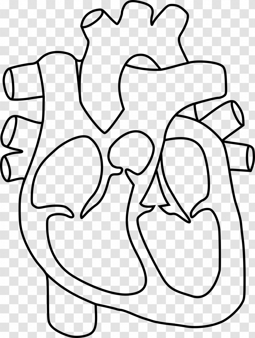 Heart Anatomy Coloring Book Drawing Clip Art - Flower - Human Transparent PNG