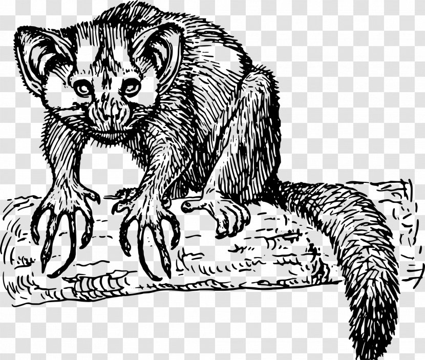 Lemur Aye-aye Clip Art - Mustelidae - Mink Clipart Transparent PNG