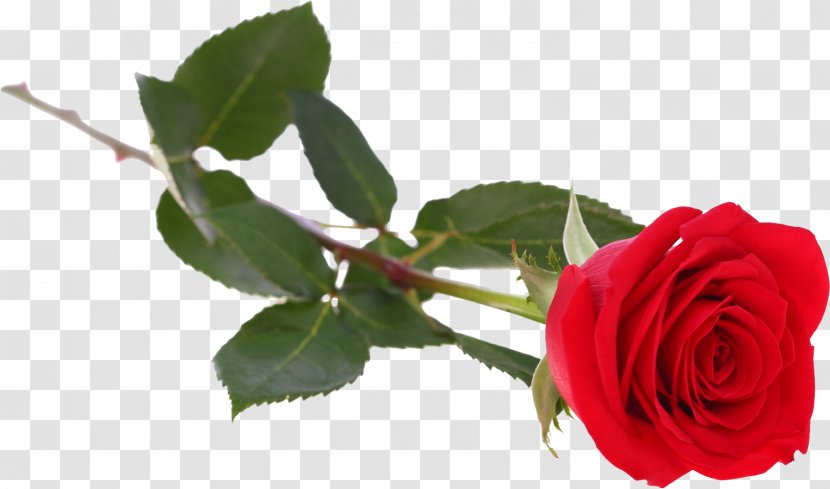 Flower Garden Roses Centifolia - Rose Transparent PNG
