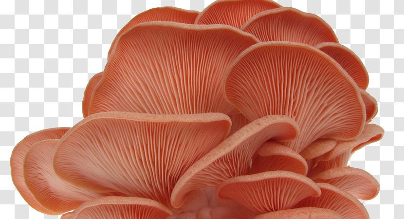 Oyster Mushroom Pleurotus Djamor Fungus - Pleurotaceae Transparent PNG