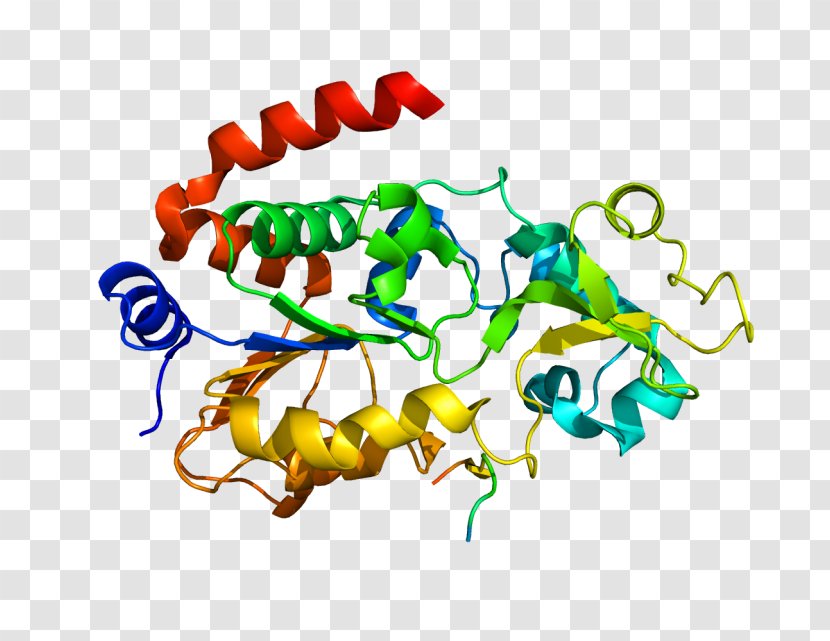 Protein Molecule Sirtuin 3 Molecular Biology Chemistry - Organism - Human Growth Hormone Transparent PNG
