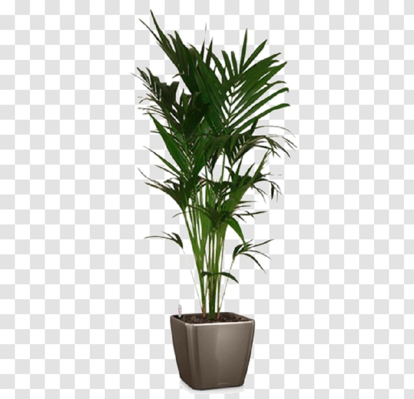 Palm Trees Howea Forsteriana Flowerpot Houseplant Lechuza - Ribbon Transparent PNG