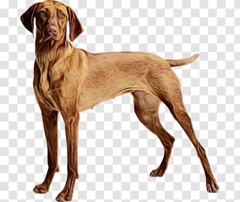 Gun Cartoon - Liver - Pointer Dog Transparent PNG