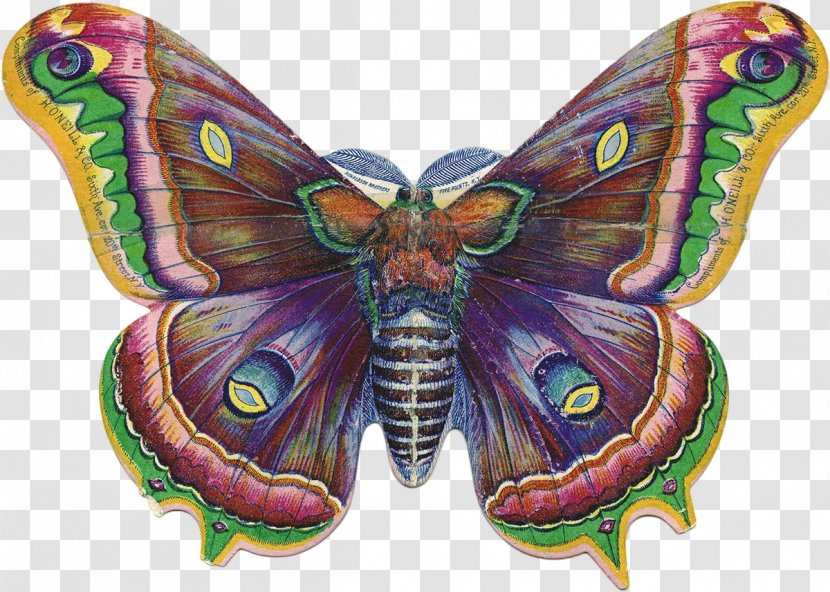 Butterfly Victorian Era Drawing Clip Art - Line Transparent PNG