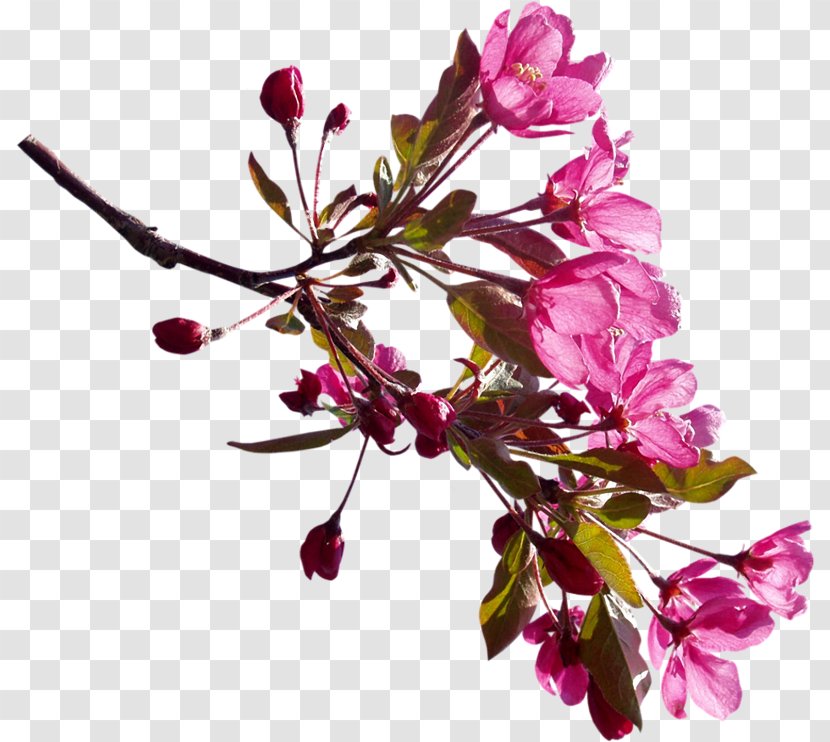 Flower Branch Blossom Shrub Clip Art - Plant - Sakura Branches Transparent PNG