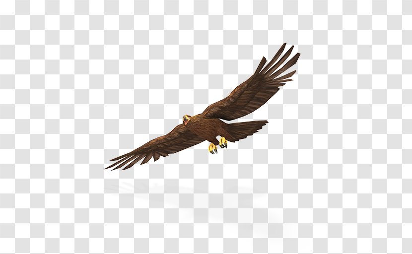 Bald Eagle Tyto Ecology Greater Yellowstone Ecosystem - Accipitriformes - Golden Bird Transparent PNG