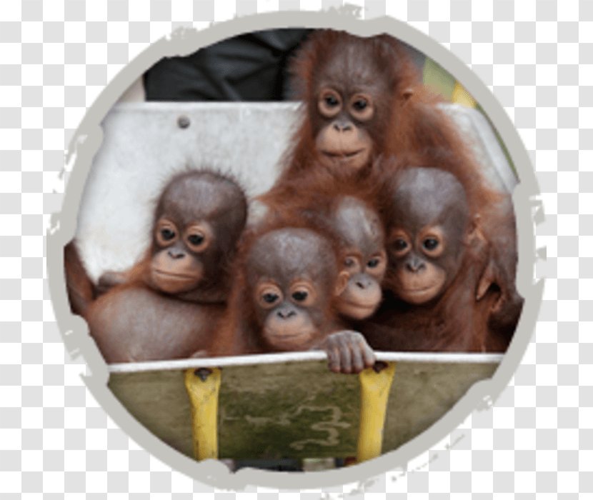 Sepilok Orang Utan Rehabilitation Centre Orangutan Rescue Baby Primate Orphanage - Mammal - Monkey Transparent PNG