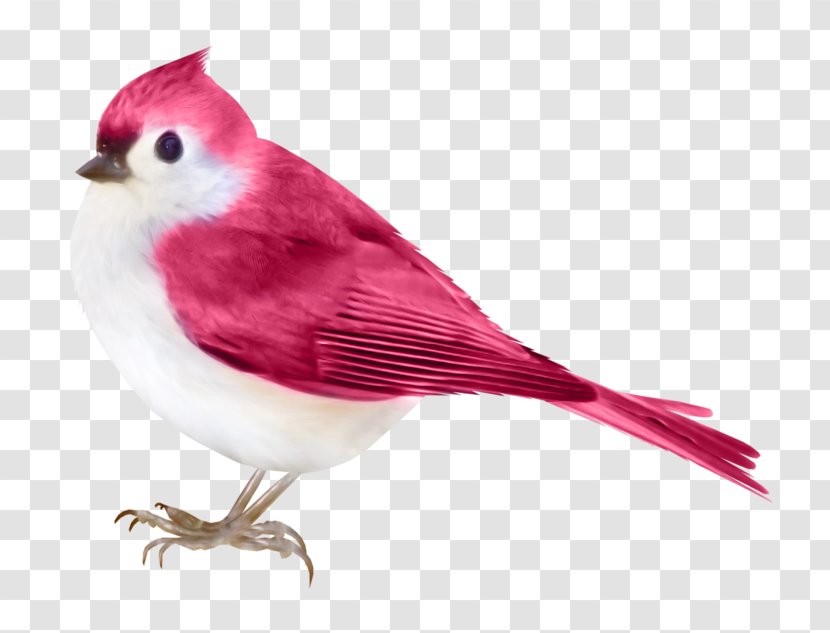 Bird Violet - Finch Transparent PNG