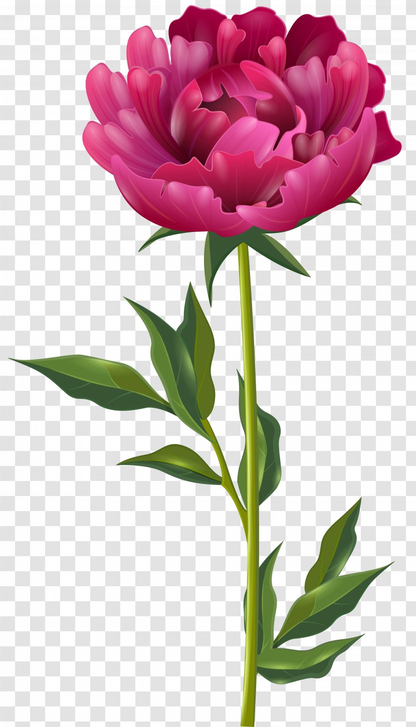 Peony Flower Paeonia Officinalis Clip Art - Bud Transparent PNG