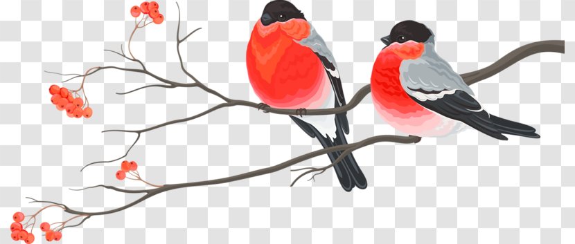 Bird Wedding Invitation Christmas Card Decoration - Love - Cute Red Birds Transparent PNG