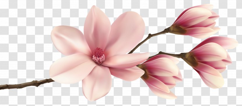 Southern Magnolia Clip Art - Pierre Magnol - Spring Branch Image Transparent PNG