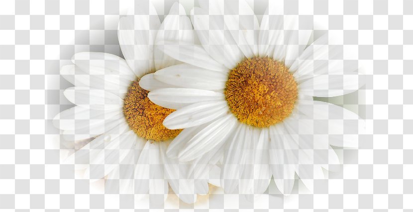 Chamomile Oxeye Daisy Flower Blue Transparent PNG