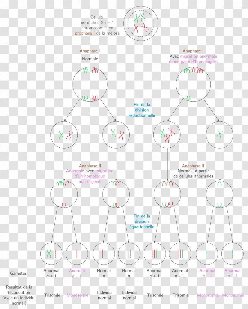 Graphic Design Diagram Pattern - Area Transparent PNG