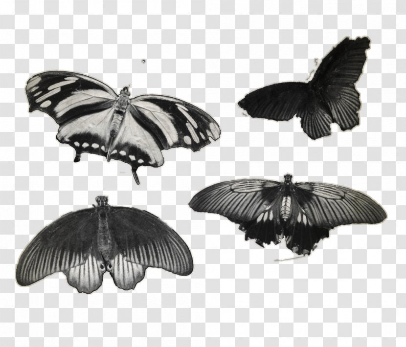 Butterfly Insect Moth Monochrome Photography Pollinator - Moths And Butterflies - Aestheticism Transparent PNG