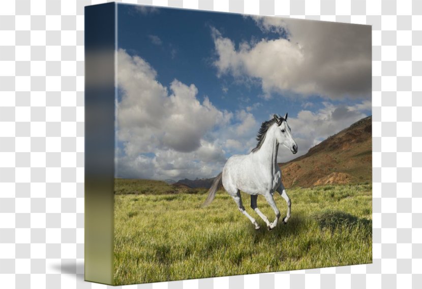 Mustang Mare Stallion Pony Pack Animal - Horse Like Mammal - Whitehorse Transparent PNG