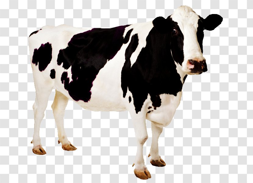 Holstein Friesian Cattle Desktop Wallpaper Cow Image Livestock Transparent PNG