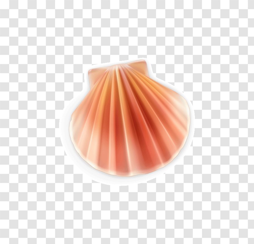 Euclidean Vector Seashell Pearl - Conch - Shell Cute Transparent PNG