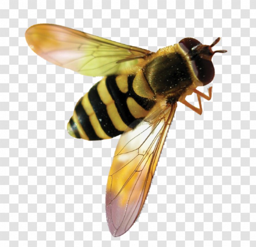 Hornet Bumblebee Western Honey Bee Insect - Fly Transparent PNG