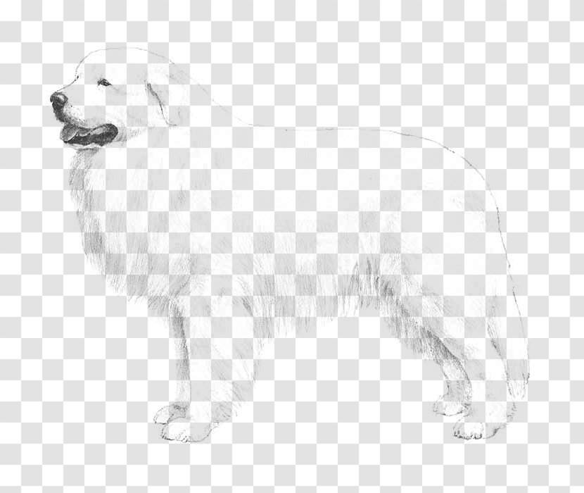 Golden Retriever Great Pyrenees Polish Tatra Sheepdog Maremma Slovak Cuvac - Kuvasz Transparent PNG