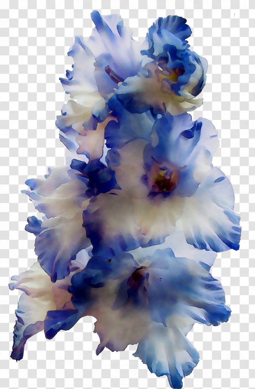 Gladiolus Cut Flowers - Petal - Plant Transparent PNG