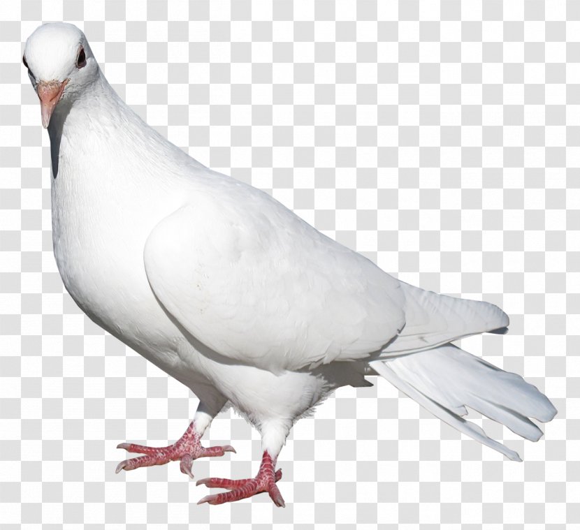 Domestic Pigeon Columbidae Bird Release Dove - Beak - White Transparent PNG