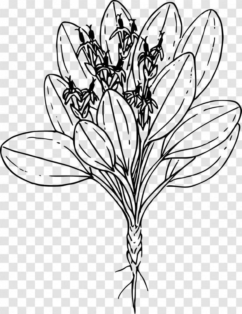 Cut Flowers Floral Design /m/02csf Everyday Life Clip Art - Line - Wildflower Transparent PNG