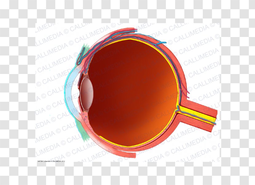 Human Eye Conjunctiva Anatomy Sagittal Plane Transparent PNG
