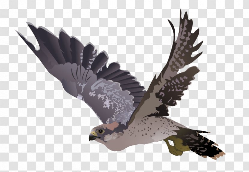 Falcon Clip Art - Beak Transparent PNG