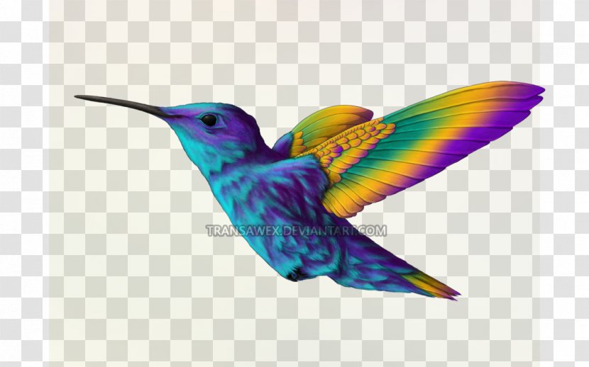 Hummingbird Beak Violet Feather - Pollinator - Humming Bird Transparent PNG