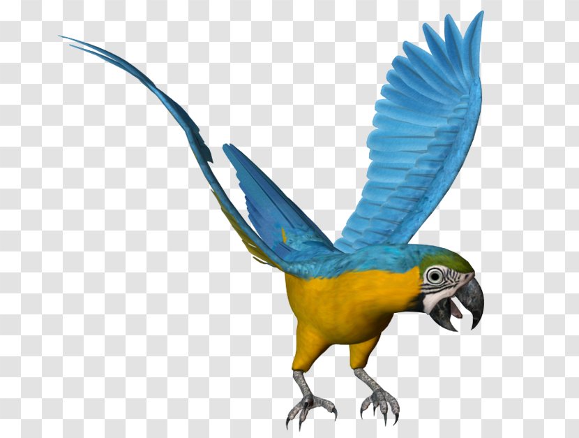 Women And Birds Parakeet Painting Macaw - Fauna - Bird Transparent PNG