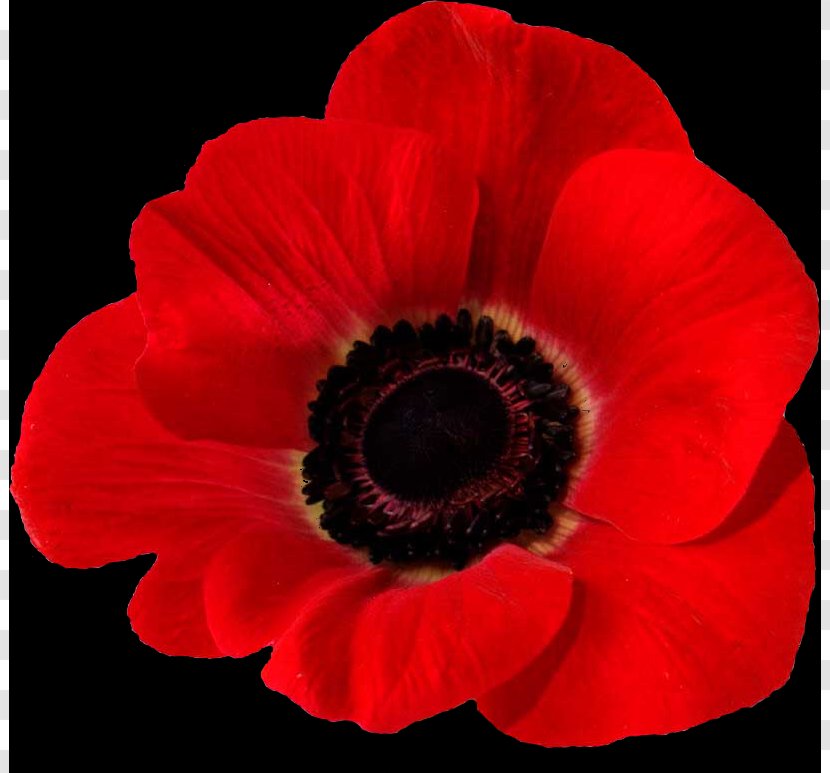 In Flanders Fields Remembrance Poppy Common Armistice Day - Flower - Poppies Transparent PNG