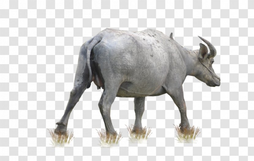 Cattle Water Buffalo - Fauna - Free Download Transparent PNG