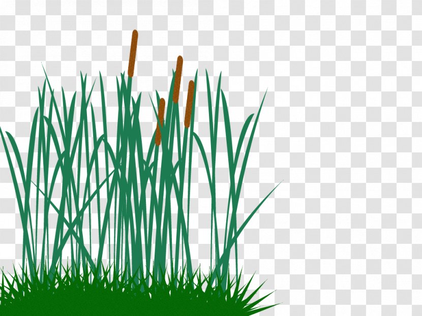 Andropogon Gerardi Clip Art - Plant - Tall Grass Transparent PNG