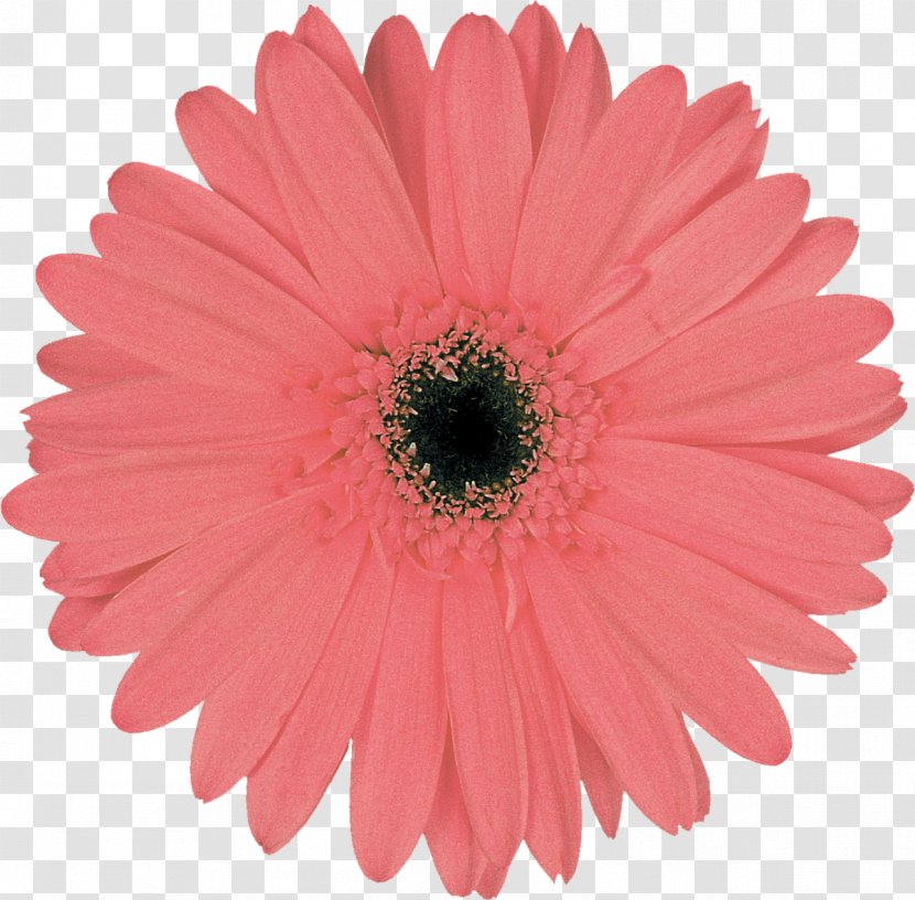 Stock Photography White Royalty-free Flower - Gerbera Transparent PNG