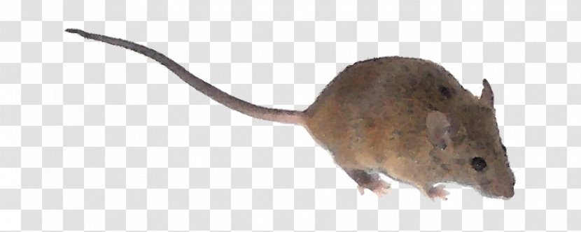 Rat Computer Mouse Gerbil - Mousetrap - House Transparent PNG