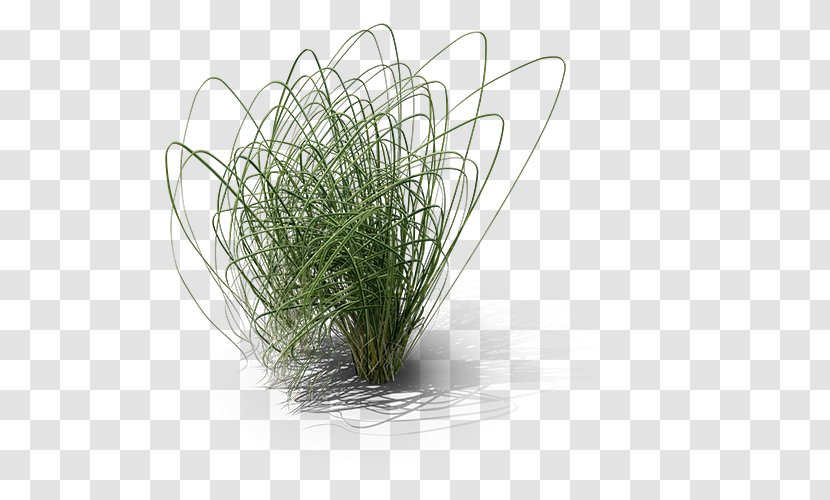 Cordgrass Prairie - Organism - 3d Computer Graphics Transparent PNG