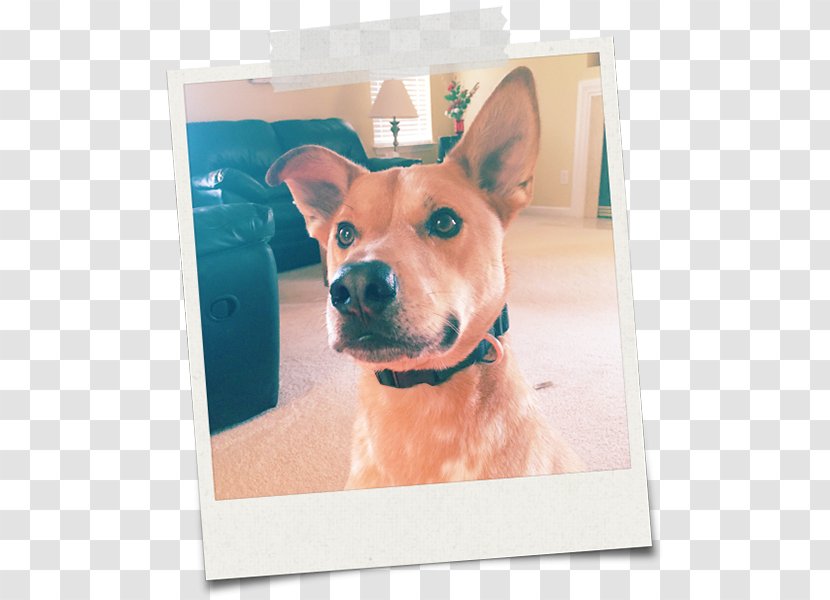 Dog Breed Carolina Chihuahua Snout - Nash Transparent PNG