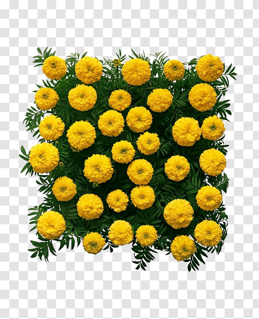 Chrysanthemum Mexican Marigold Flower - Marguerite Daisy - Square High Definition Pictures Transparent PNG