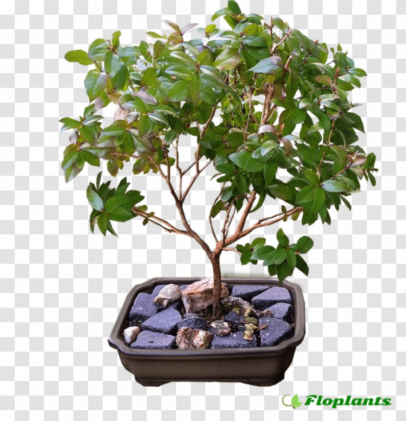 Ficus Retusa Indoor Bonsai Microcarpa Box - Myrtus Hydrolat Transparent PNG