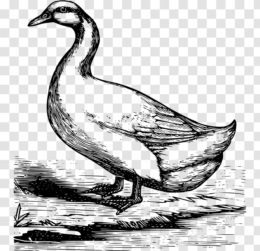 Mallard Duck American Pekin Goose German - Fowl Transparent PNG