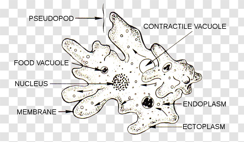 Amoeba Microscope Unicellular Organism Protist - Biology - Color Level Diagram Transparent PNG