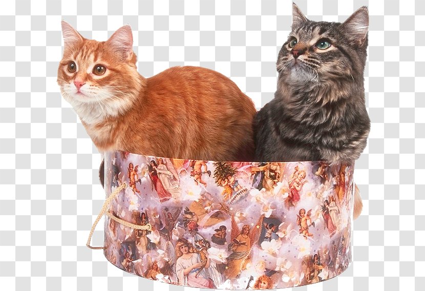 Kitten California Spangled Malayan Cat Whiskers Maine Coon Transparent PNG