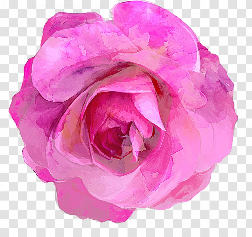 Rosa Chinensis Drawing - Hand-painted Rose Transparent PNG