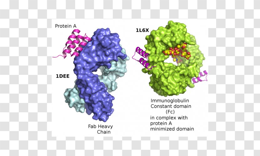 Protein A/G Immunoglobulin G - C1q Complex - Spyryx Biosciences Inc Transparent PNG