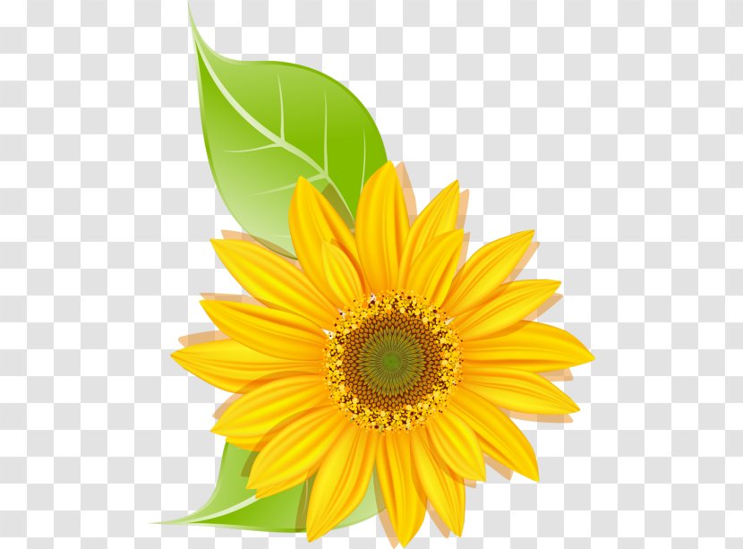 Common Sunflower Daisy Family Transvaal Seed - Flowering Plant - Flower Transparent PNG