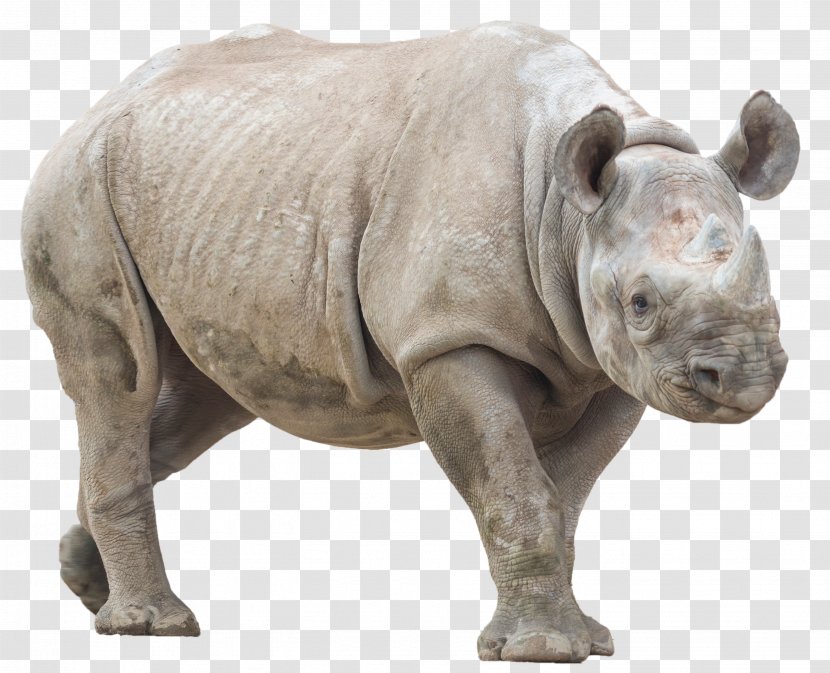 Rhinoceros Desktop Wallpaper - Snout - Mystical Transparent PNG