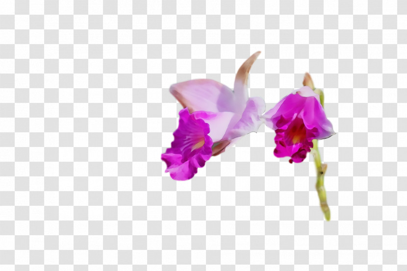 Moth Orchids Plant Stem Cut Flowers Cattleya Orchids Petal Transparent PNG