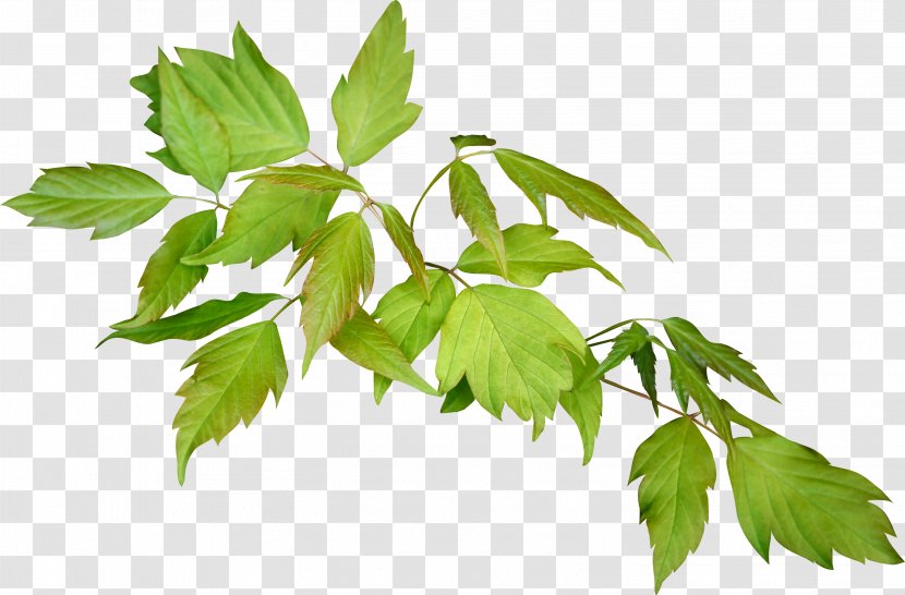 Leafs - Mulberry - Drawing Transparent PNG
