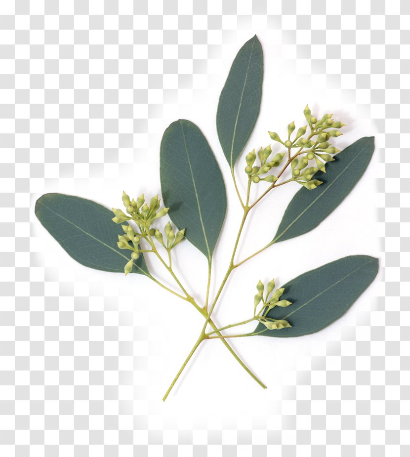 Eucalypt Flowers Gum Trees Leaf Nutrient Avocado - Subshrub - Eucalyptus Transparent PNG